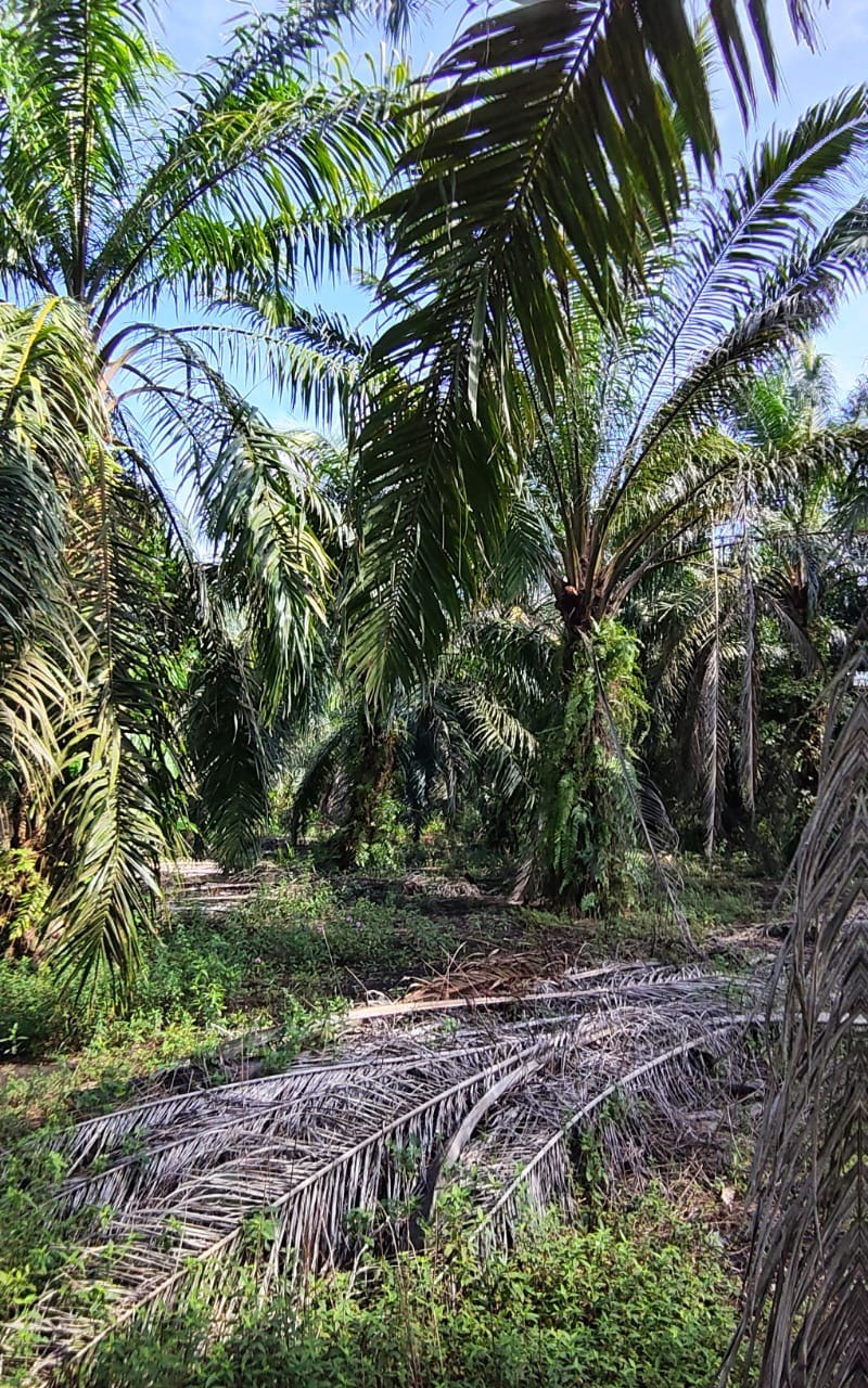 ⛰️Tanah Untuk Dijual ⛰️Mukim Ayer Baloi, Pontian