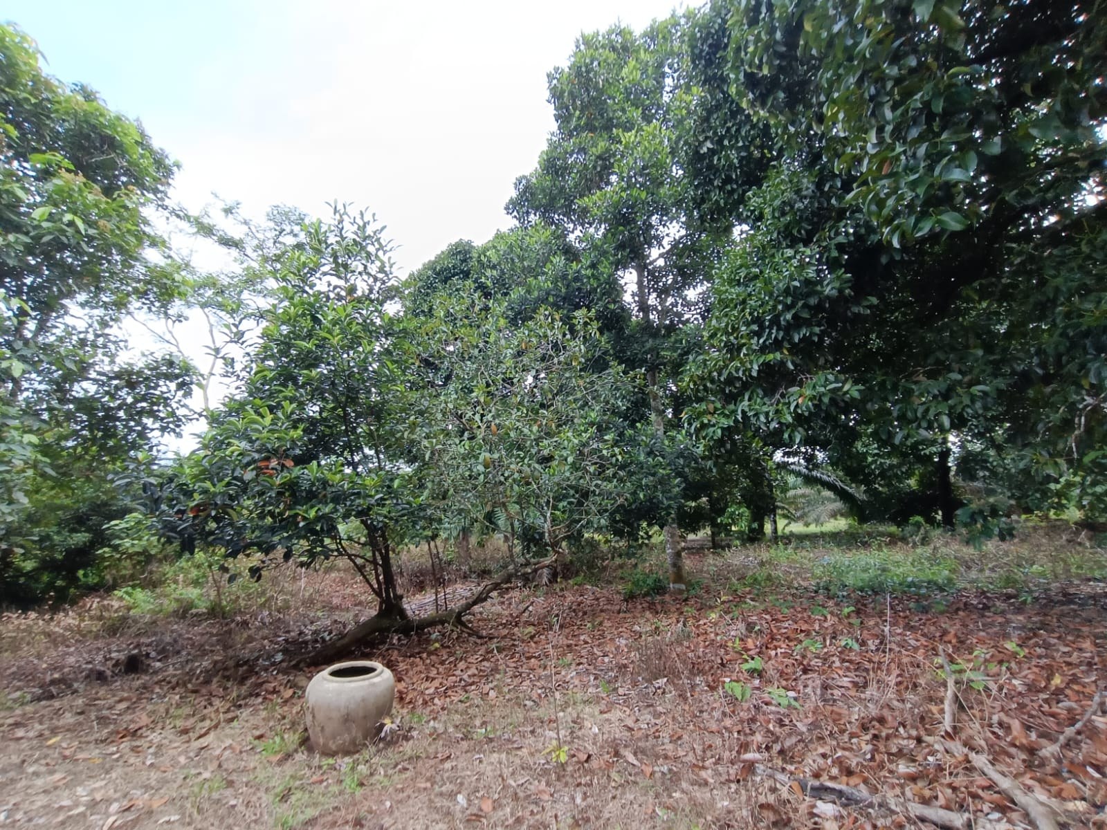 SP44 - TANAH PERTANIAN 1.2 EKAR - JALAN KAMPUNG BUDIN SERI GADING BATU PAHAT.