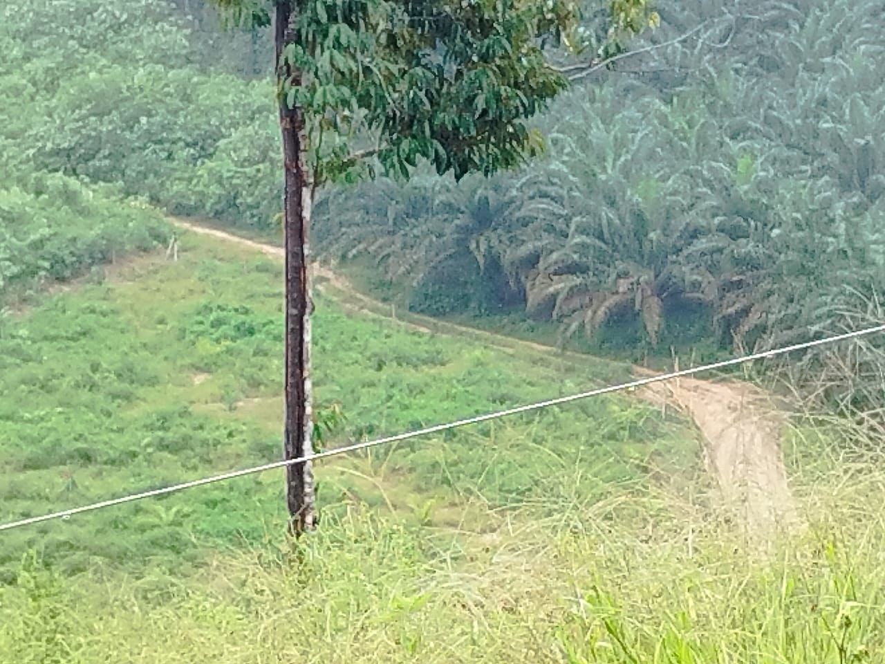 SP41 - TANAH PERTANIAN 3.33 EKAR - BATU 4 1/2 JALAN TENANG LABIS JOHOR.