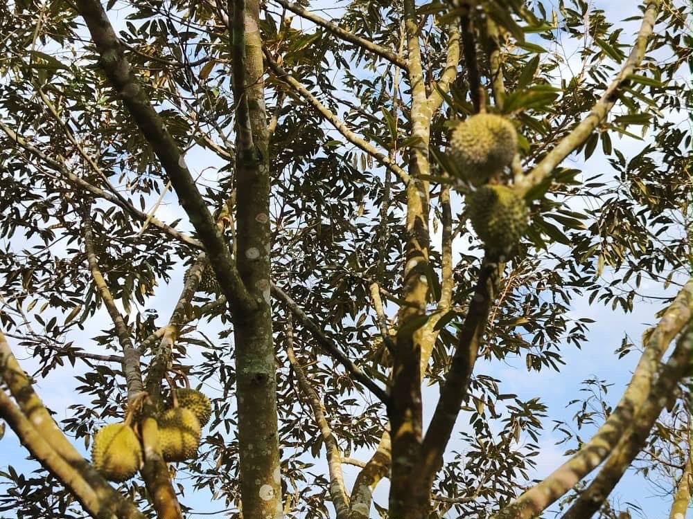 🌳🏡 TANAH DUSUN DURIAN UNTUK DIJUAL – SUNGAI BESOI, LAYANG- KULAI