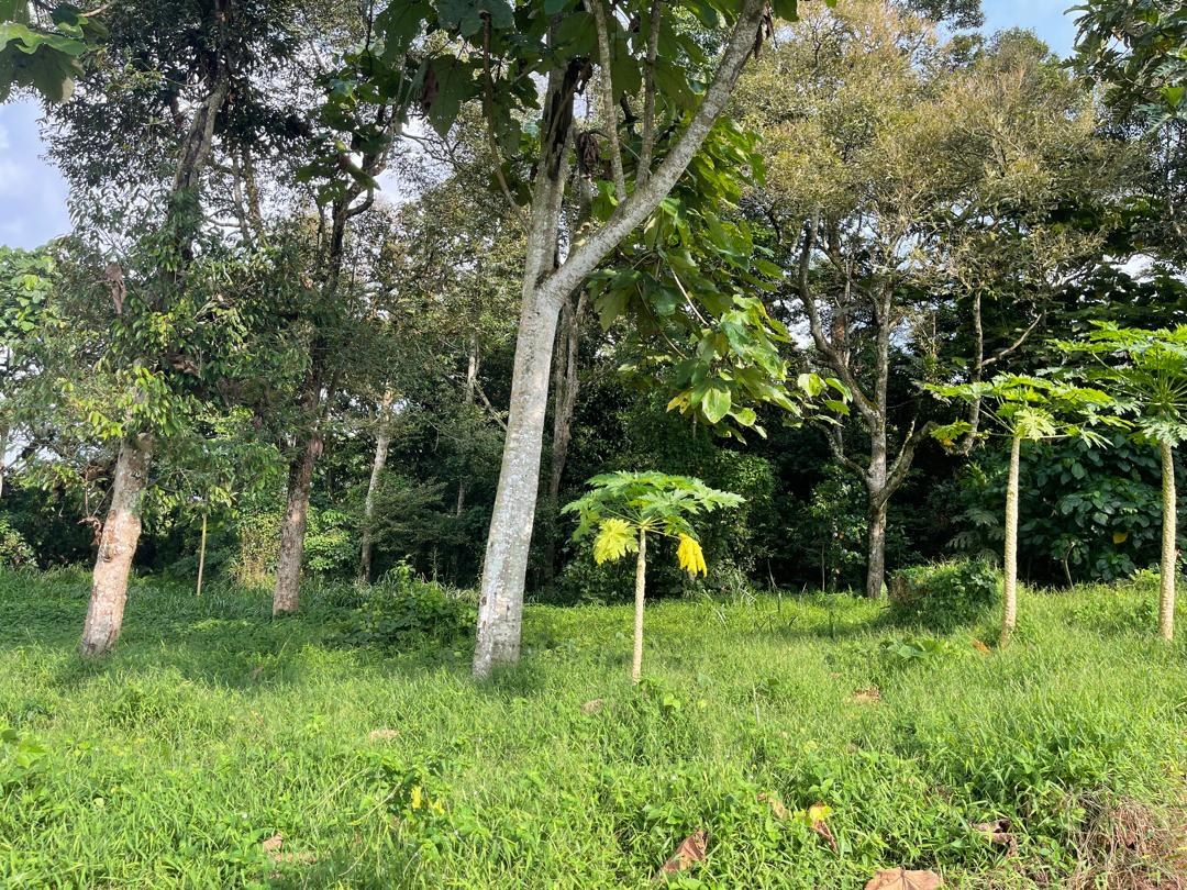 SP75 - TANAH PERTANIAN 7.075 EKAR - FELDA CAHAYA BARU PASIR GUDANG.