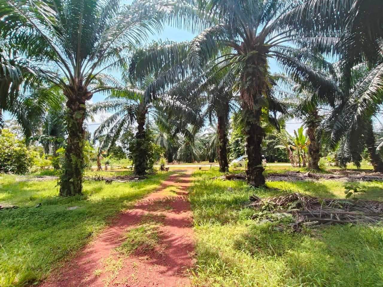 Kebun Sawit 2.3 Ekar Tepi Jalan Raya, Kesang Laut, Tangkak