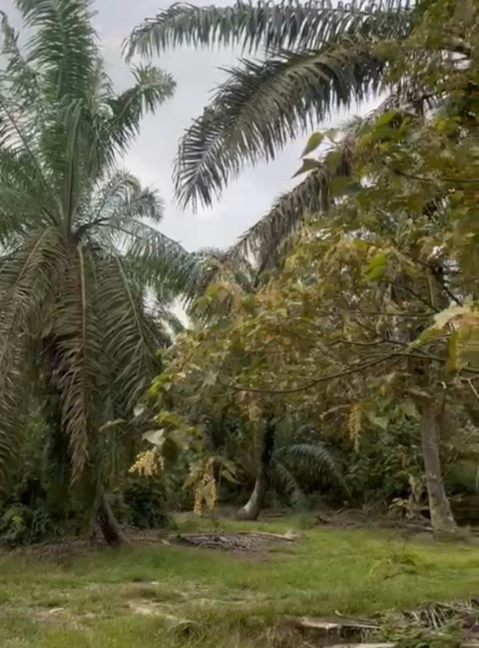 SP134 - TANAH PERTANIAN 1.91 EKAR - KAMPUNG MELAYU BATU 9 MANONG, AYER HITAM.
