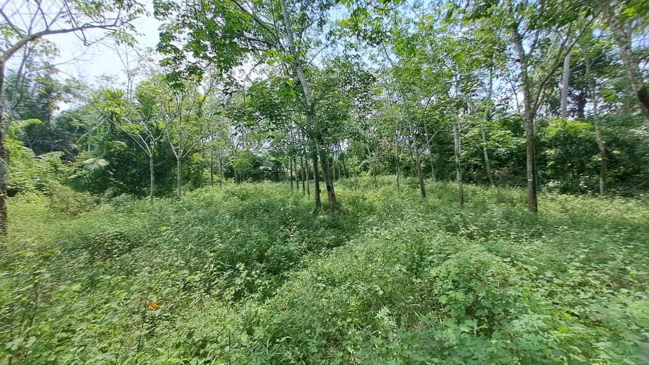 FREEHOLD Geran Individu
