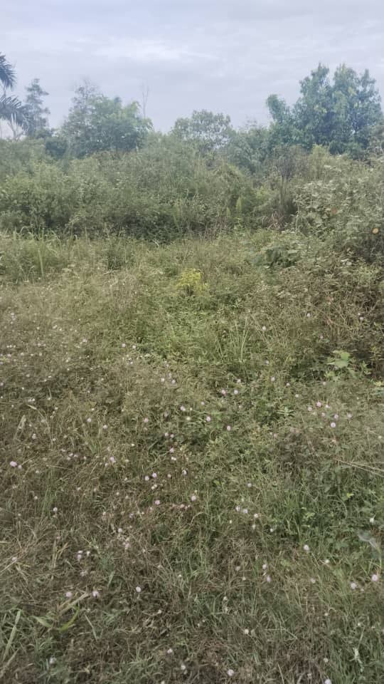 SP73 - TANAH PERTANIAN 6 EKAR - KAHANG TIMUR KLUANG.
