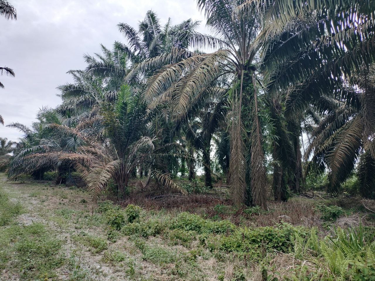 SP104 - TANAH PERTANIAN (KELAPA SAWIT) 6 EKAR - BUKIT KENANGAN SIMPANG RENGGAM.