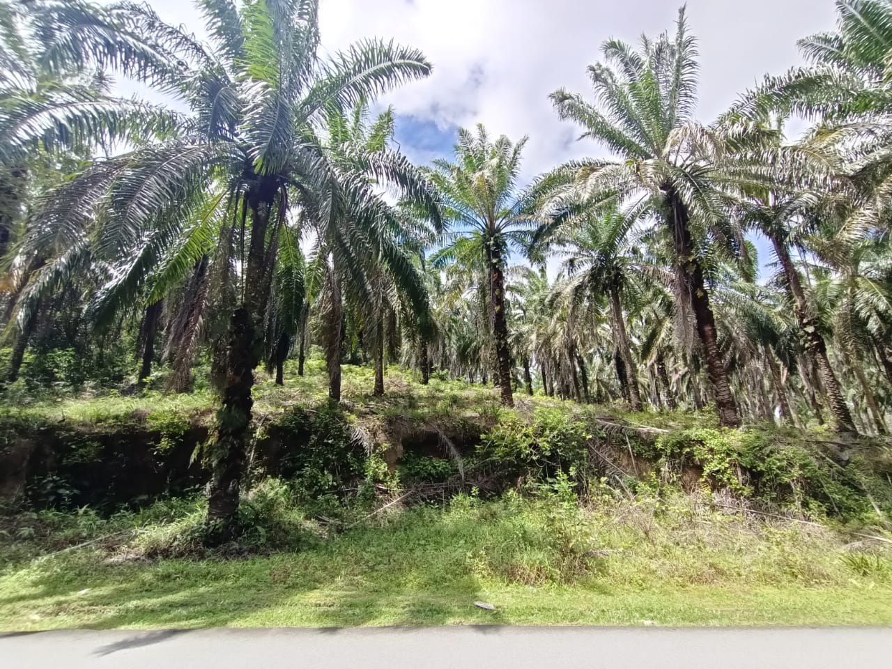 SP149 - TANAH SAWIT 4.4 EKAR FREEHOLD – KAMPUNG SAWAH DATO, MERSING.