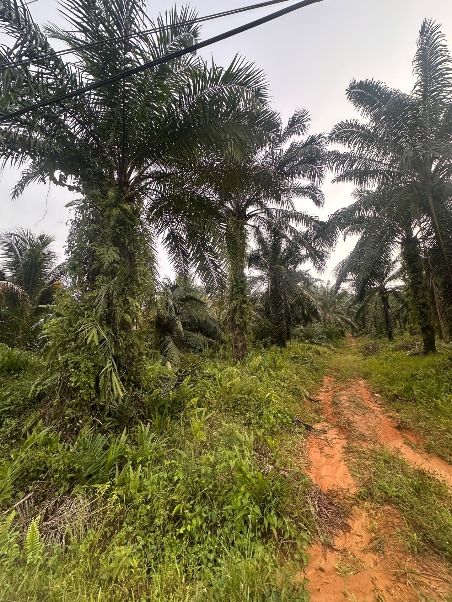 🏡TANAH UNTUK DIJUAL🏡  PARIT LAMAN BUKIT, SRI MEDAN, BATU PAHAT