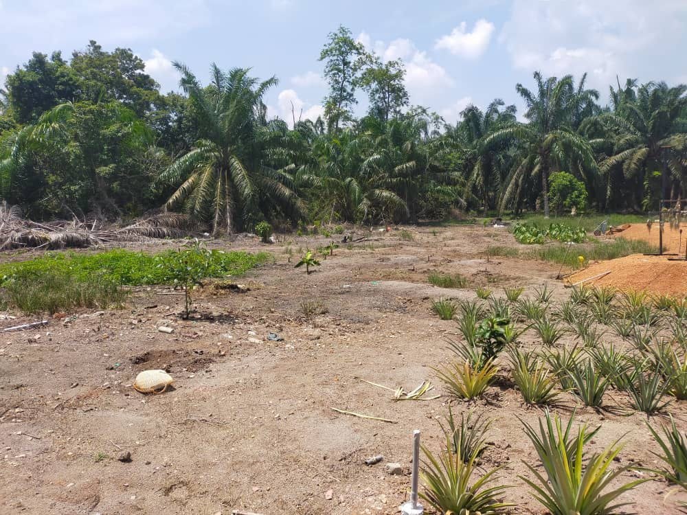 SP51 - TANAH PERTANIAN 1 EKAR - KAMPUNG MERANTI MUAR.